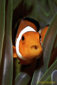 "Chokin" Yet another anemonefish with a tongue parasite by Debi Henshaw 